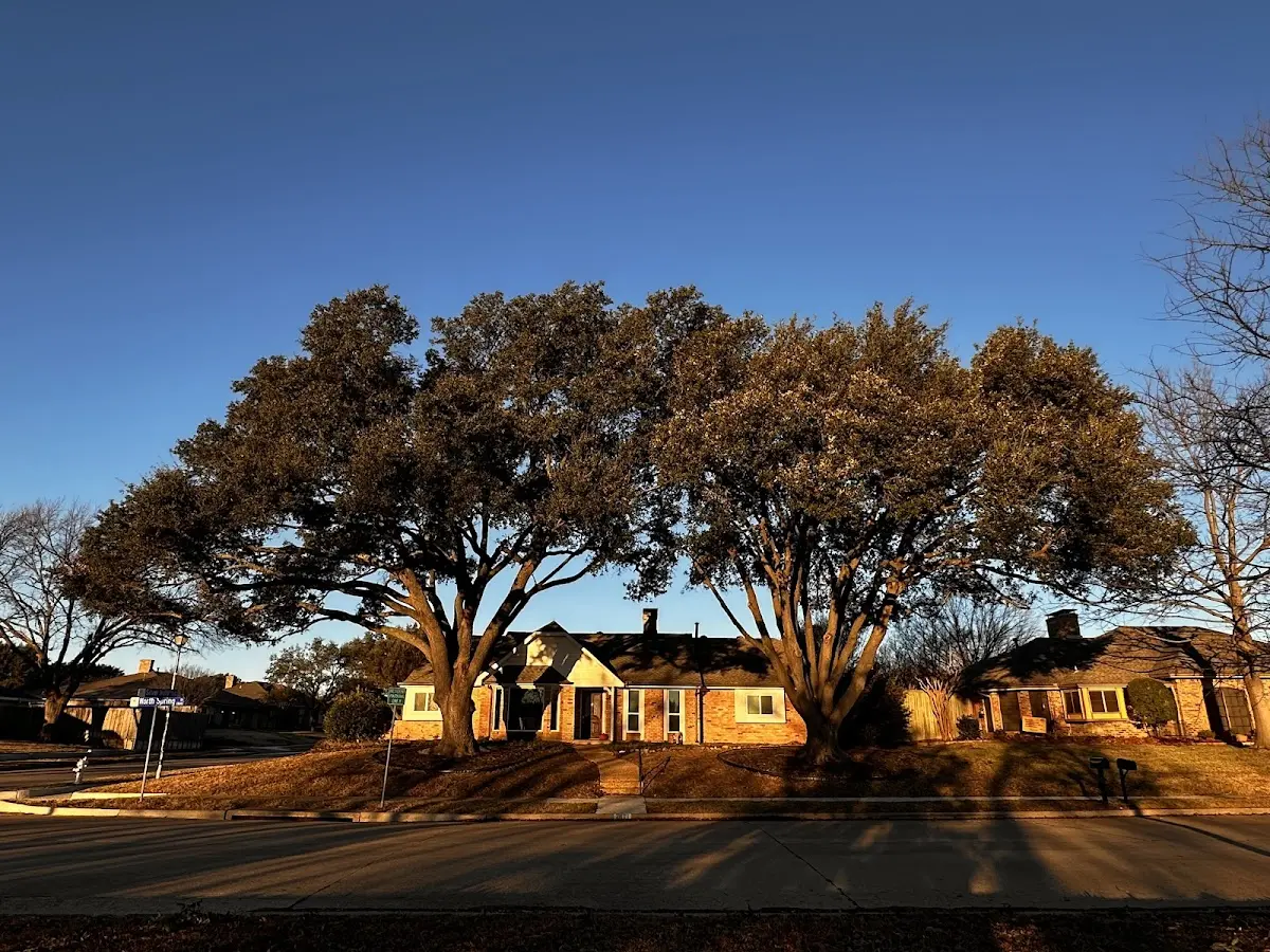 Established residential canopy tree shading a home in Edwards